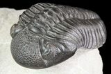 Four Large Pedinopariops Trilobites - Killer Piece! #76395-2
